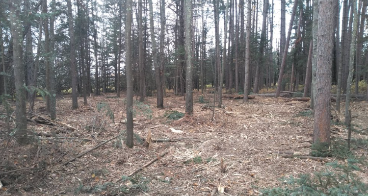 A forest with a lot of trees and leaves on the ground.