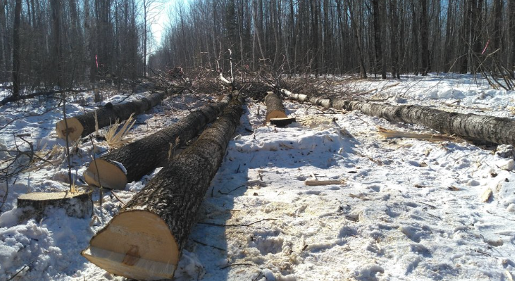 A lot of logs are laying on the ground in the snow.