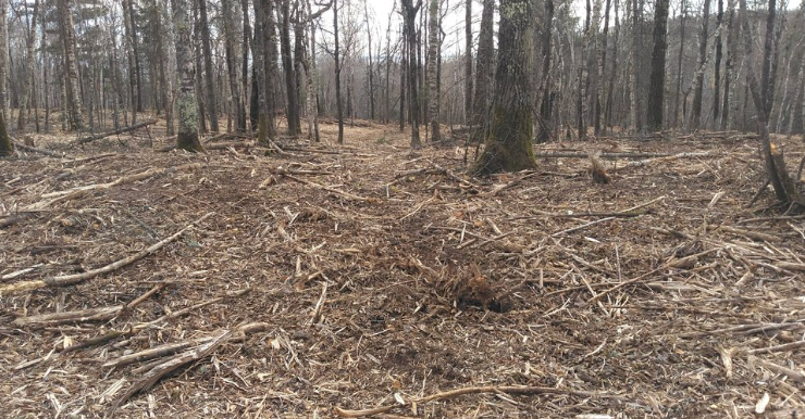 A forest with trees cut down and a lot of leaves on the ground.