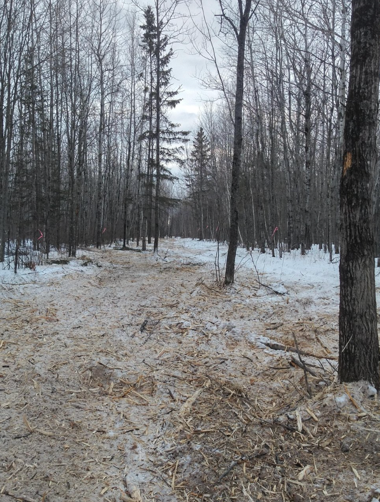 A dirt road in the middle of a snowy forest