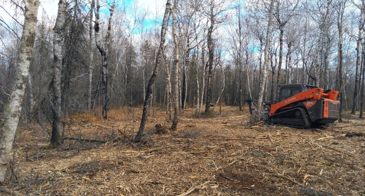 A bulldozer is cutting down trees in a forest.