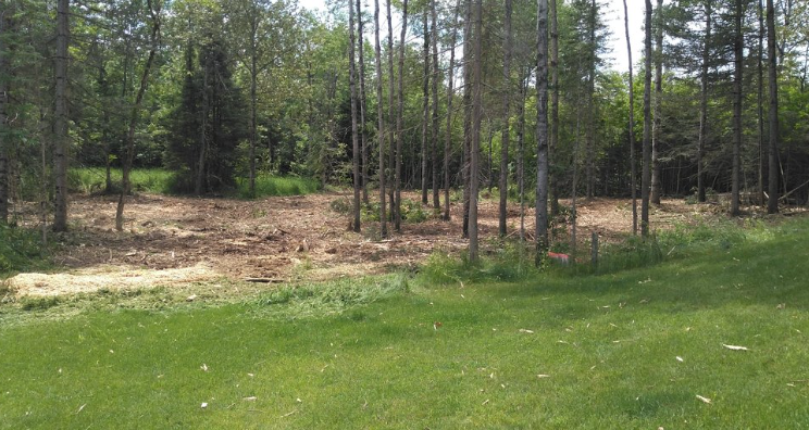 There is a lot of grass in the middle of the woods.