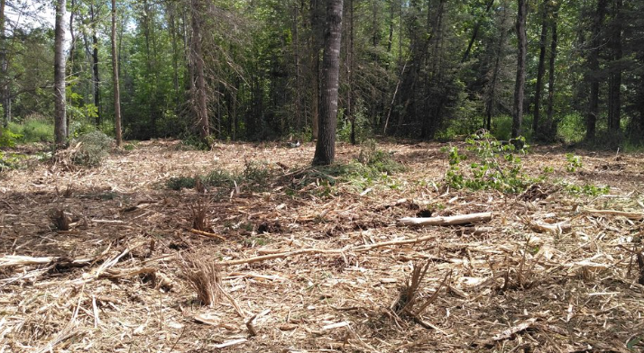 There is a lot of debris in the middle of the forest.