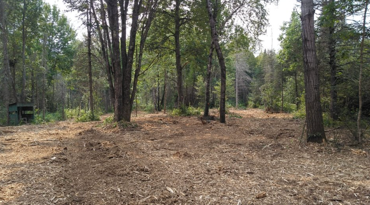 There is a lot of leaves on the ground in the middle of the forest.