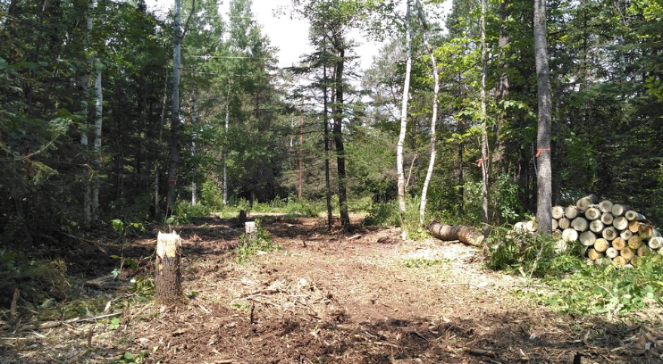 A pile of logs is sitting in the middle of a forest.