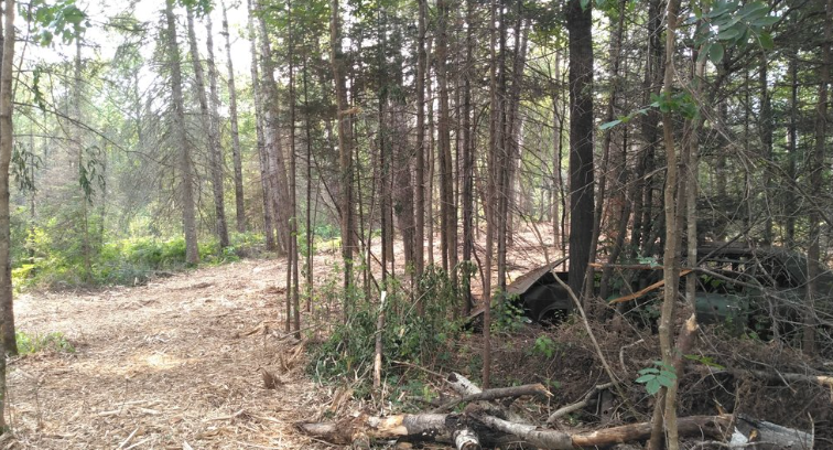 A path in the middle of a forest surrounded by trees.