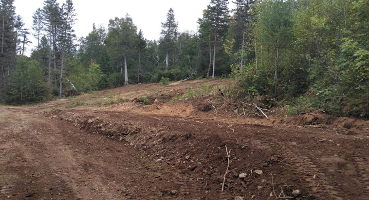 A dirt road in the middle of a forest with trees in the background.