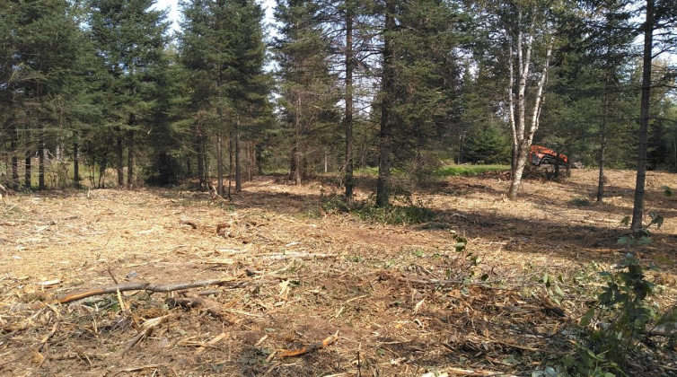 There is a lot of debris in the middle of the forest.