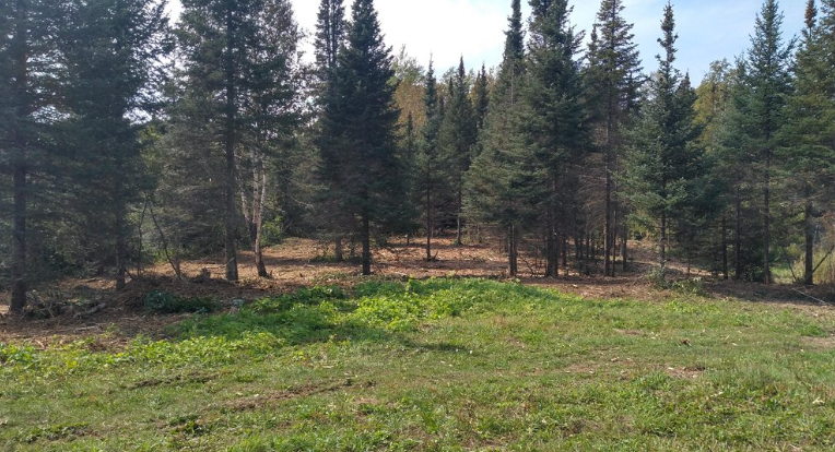 A lush green field surrounded by trees on a sunny day.
