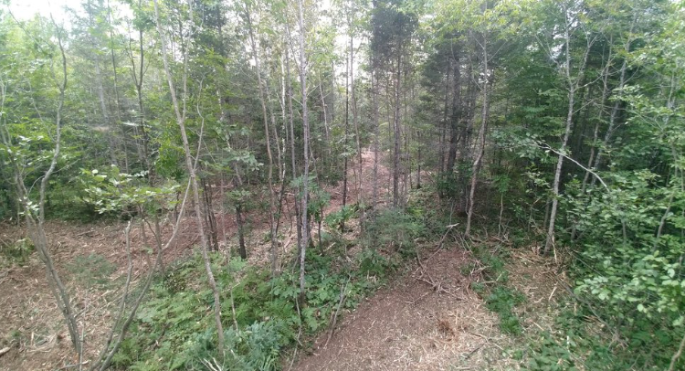 An aerial view of a forest with lots of trees and leaves.