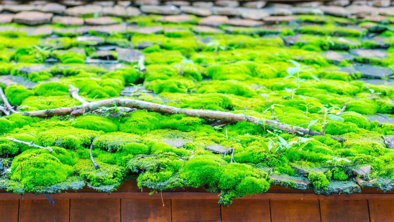 roof moss