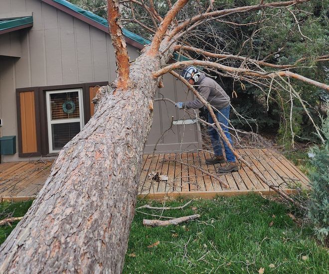 Tree Trimming And Pruning — Grand Isle, NE — Leetch Tree Services