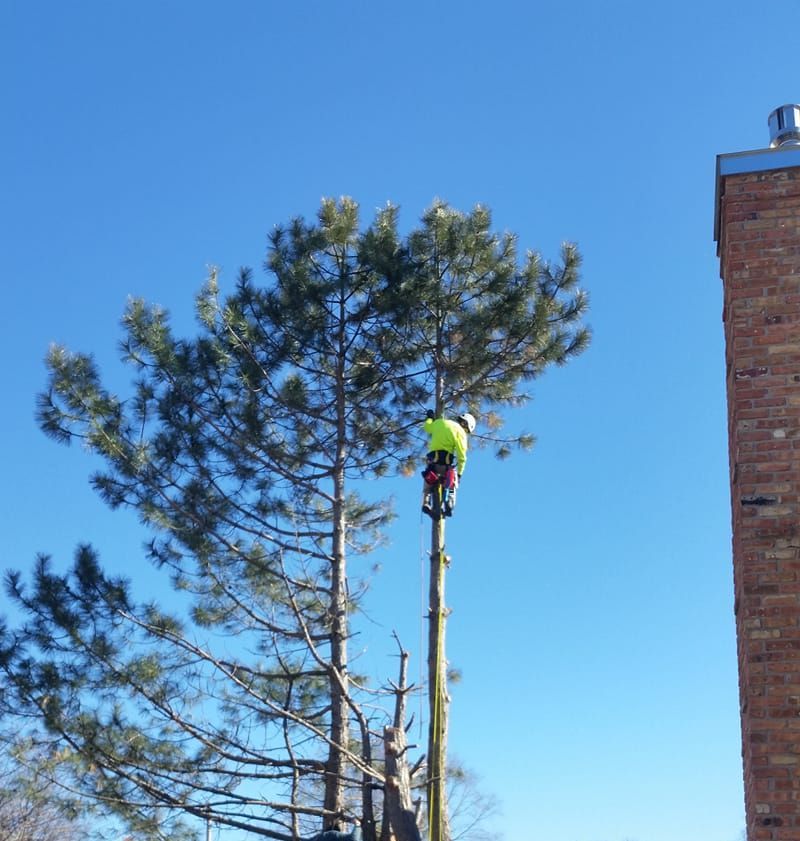 Cutting A Tree Branch — Grand Isle, NE — Leetch Tree Services