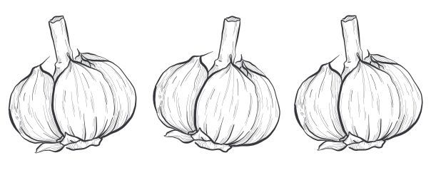 Garlic -  main ingredient of Thai food
