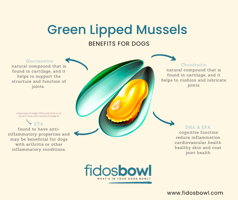 Green Lipped Mussels Can Help Reduce Arthritis in Dogs