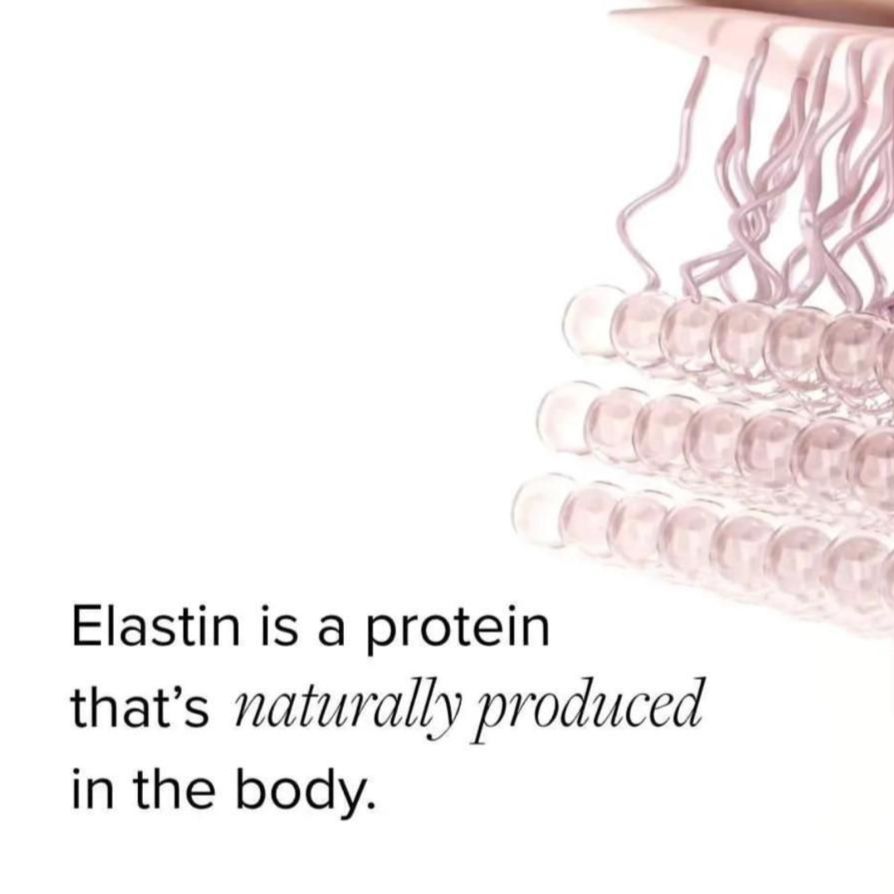 elastin is a protein