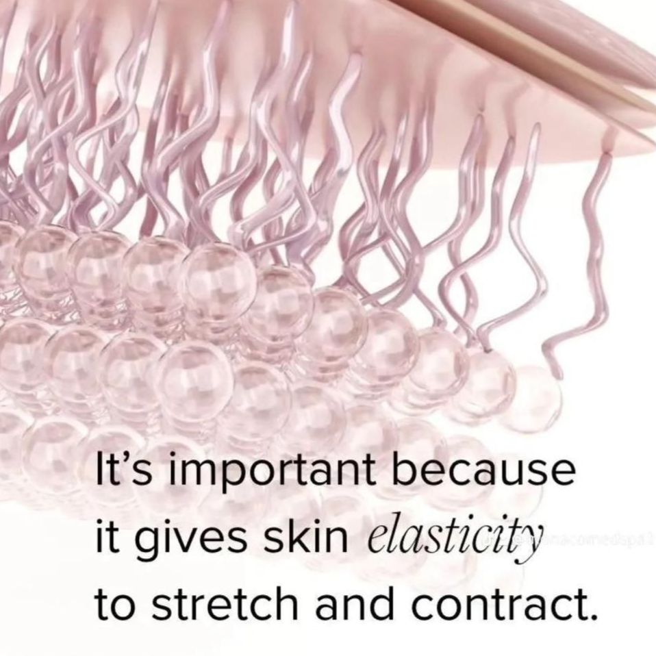 elastin is important because it gives skin elasticity