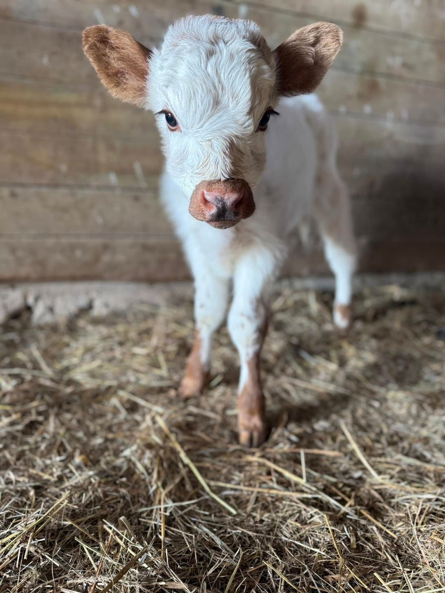 A small white calf is standing in a pile of hay in a barn.