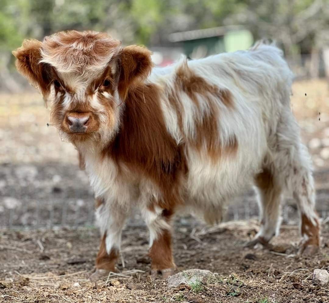 A brown cow and a white calf are standing in a grassy field.