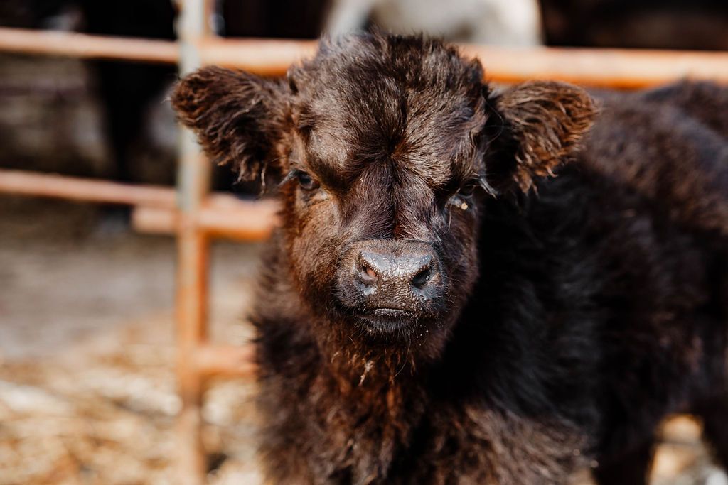 A baby cow is standing in a barn looking at the camera.