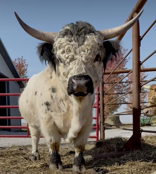 A bull with long horns is standing in a fenced in area