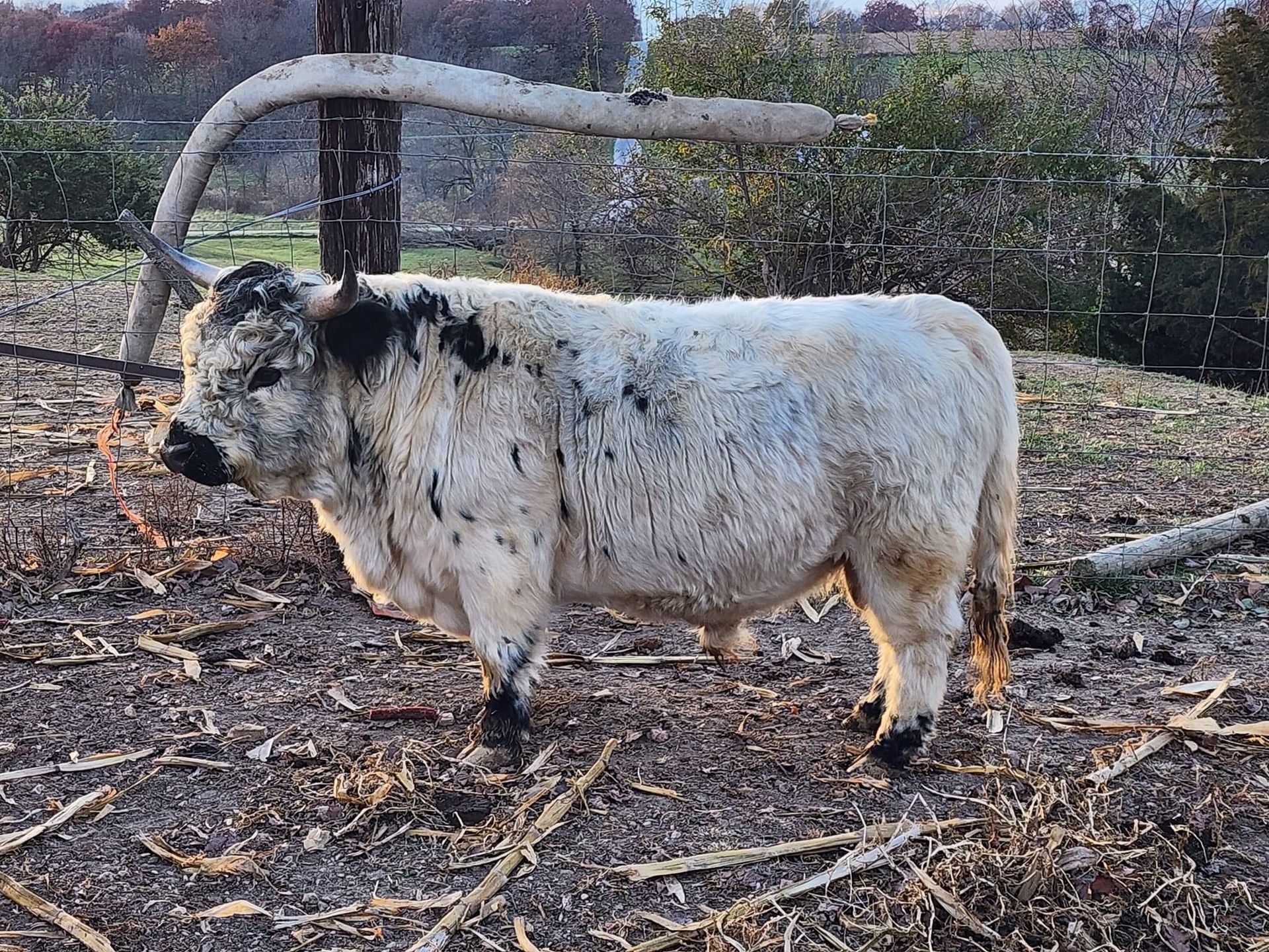 A cow with long horns is standing in a field next to a fence.