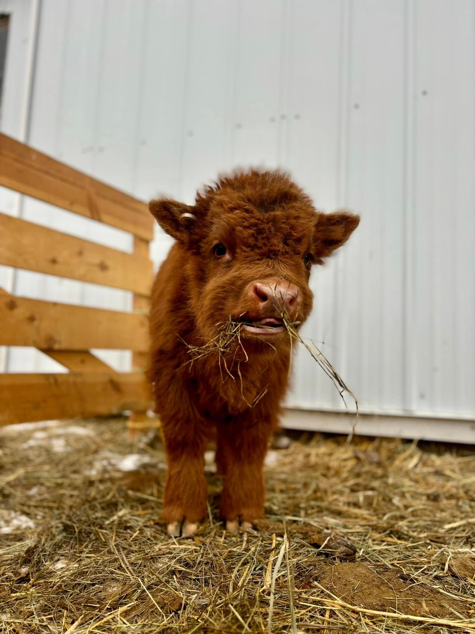A small brown cow is standing in a pen with hay in its mouth.