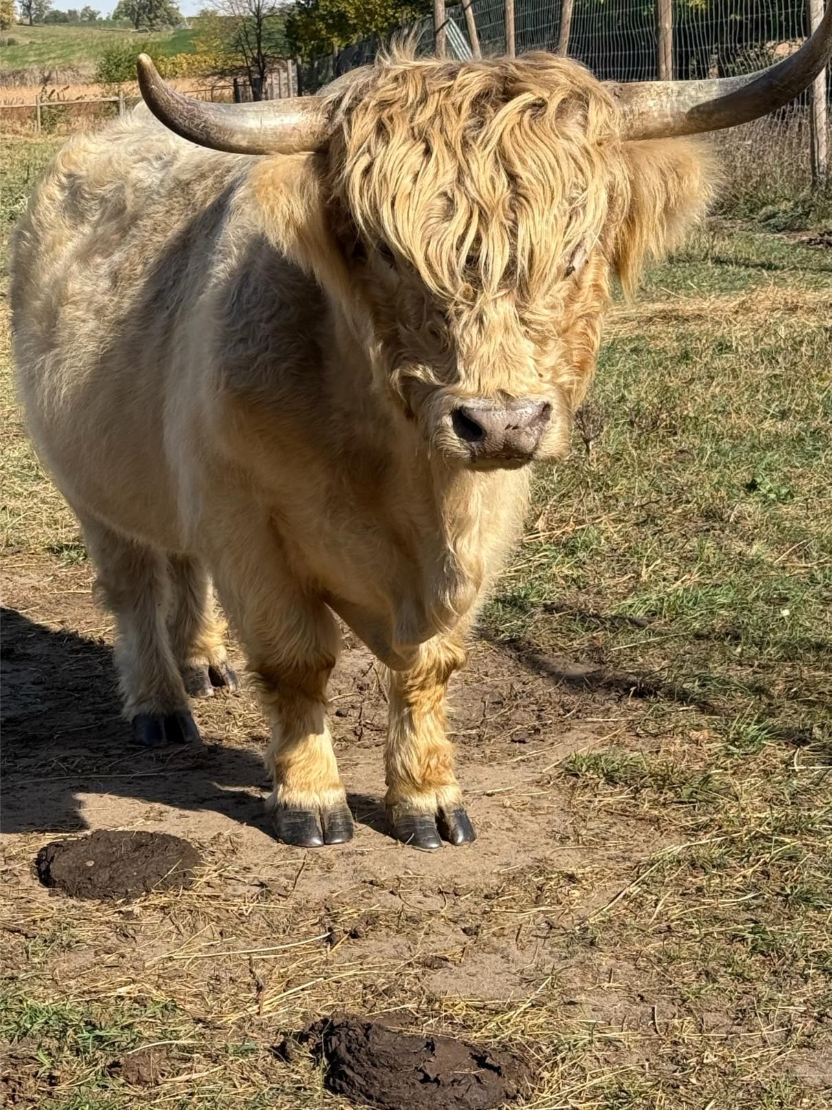 A bull with long horns is standing in a field.