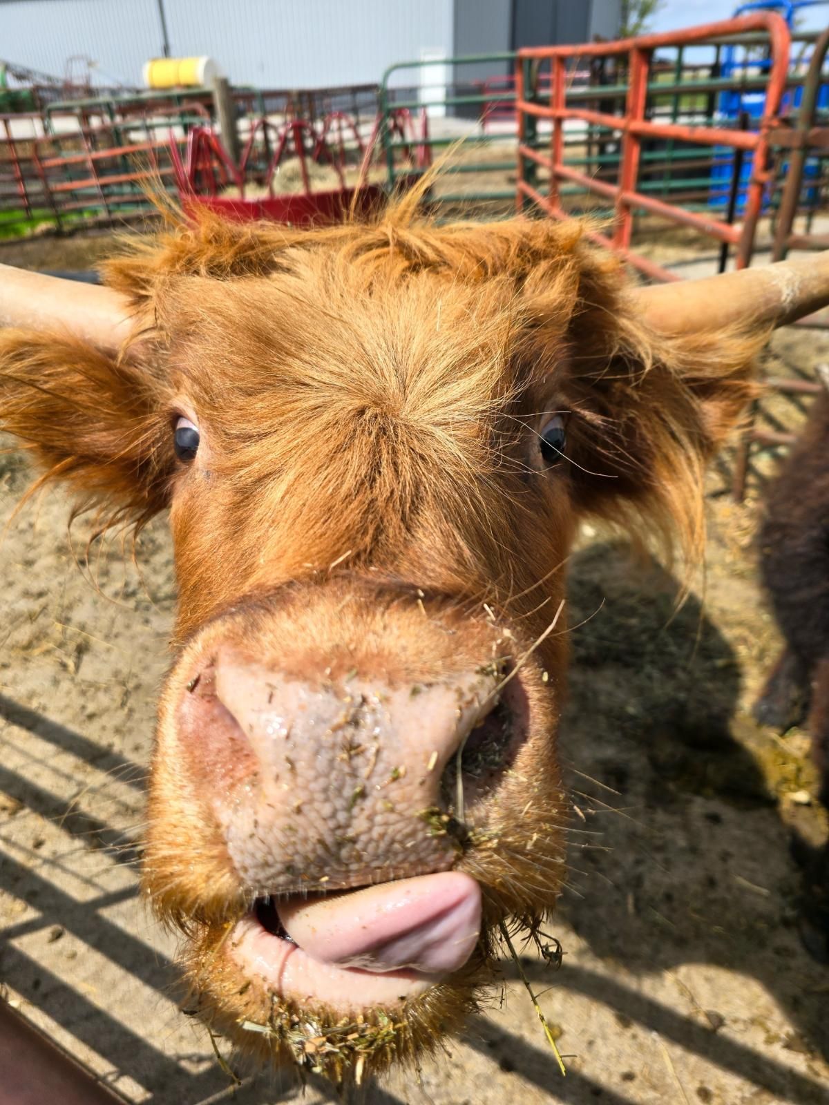 A close up of a brown cow sticking its tongue out.