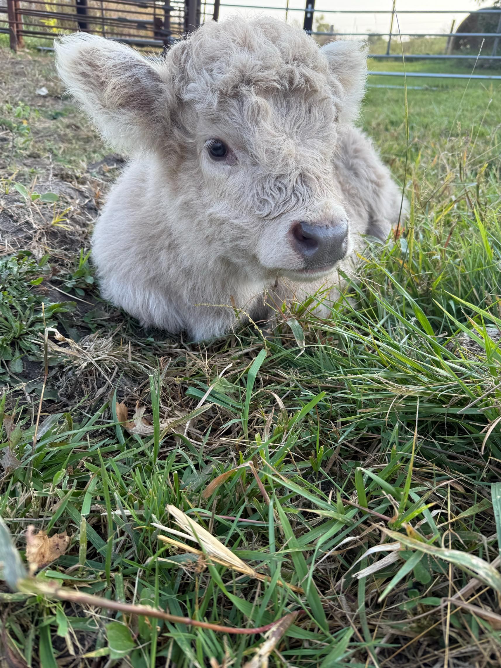 A baby cow is laying in the grass and looking at the camera.
