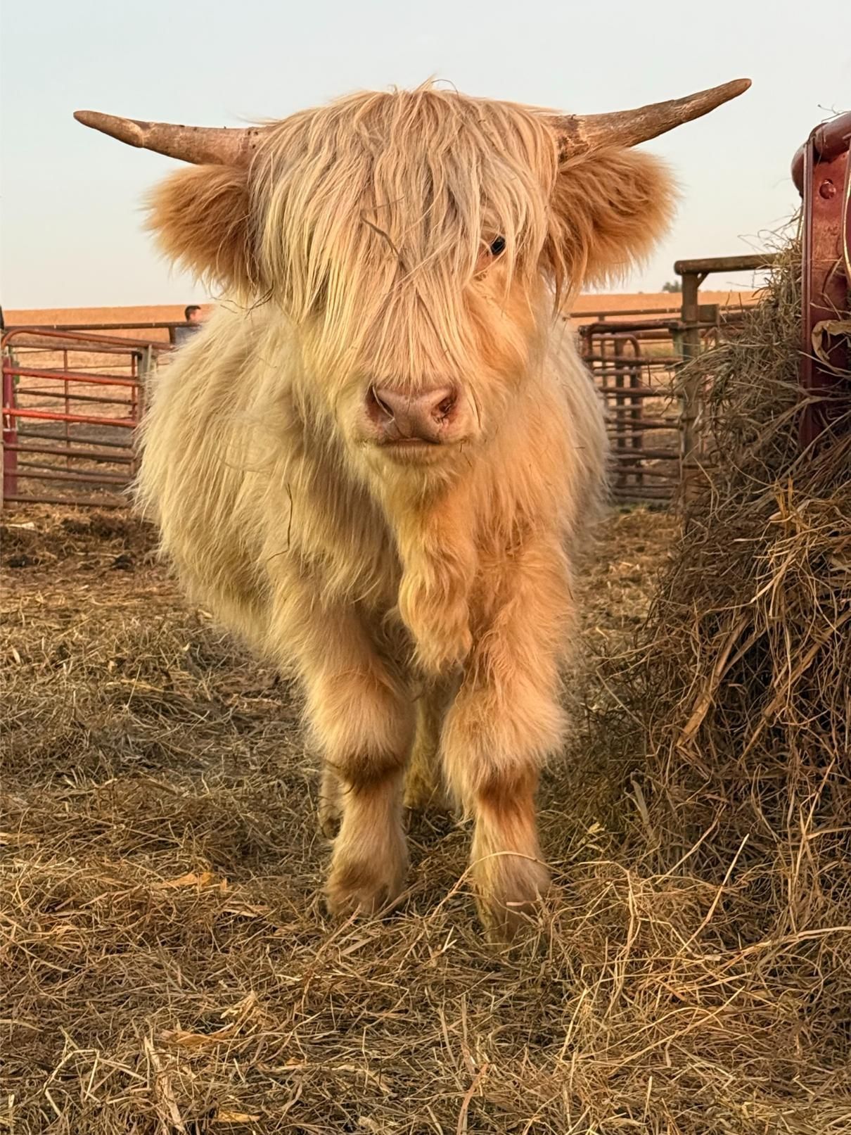 A fluffy cow with horns is standing in a field of hay.