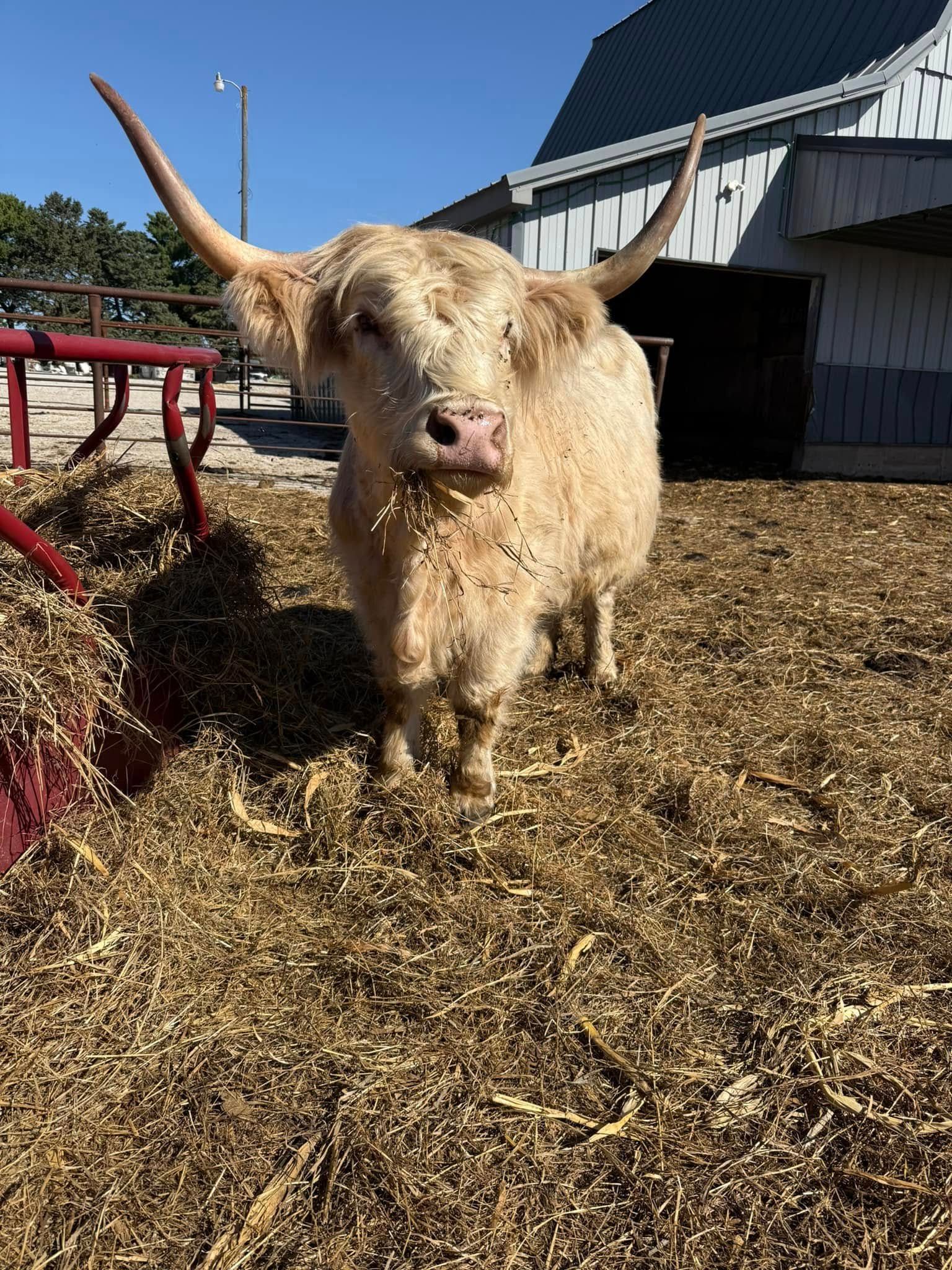 A cow with long horns is standing in a pile of hay in front of a barn.