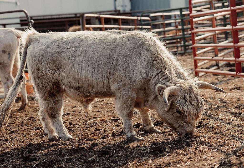 A bull with long horns walking towards you.