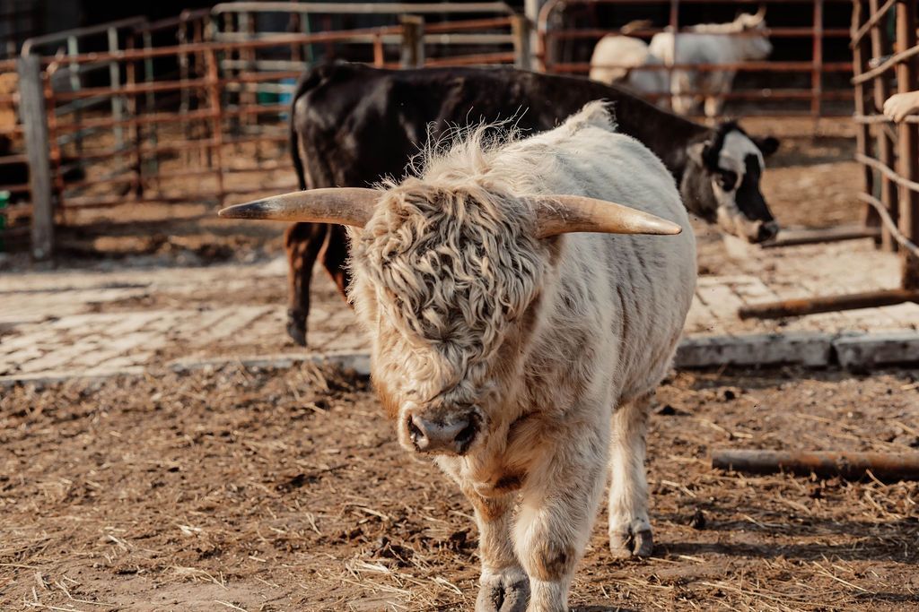 A cow with long horns is standing in a field next to a fence.