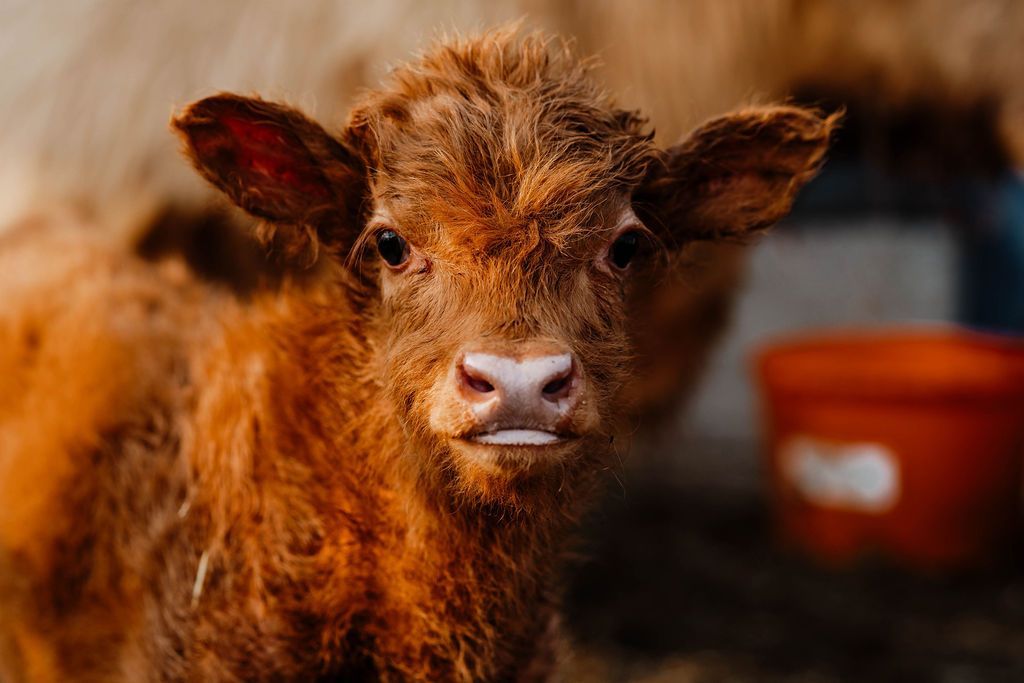 A baby cow is standing in a barn looking at the camera.