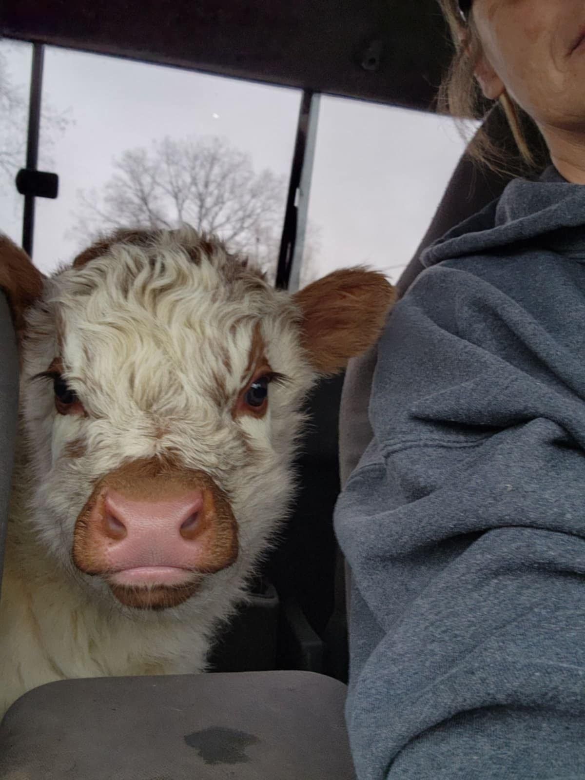 A woman is sitting in a car next to a baby cow.