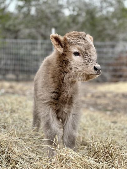 A baby cow is standing in a pile of hay.