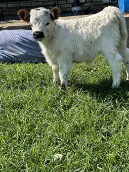 A small white calf is standing in the grass.