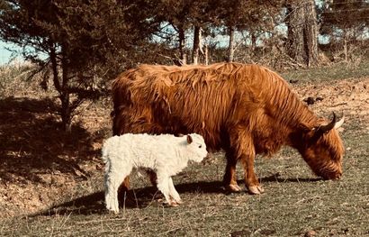 A brown cow and a white calf are standing next to each other in a field.