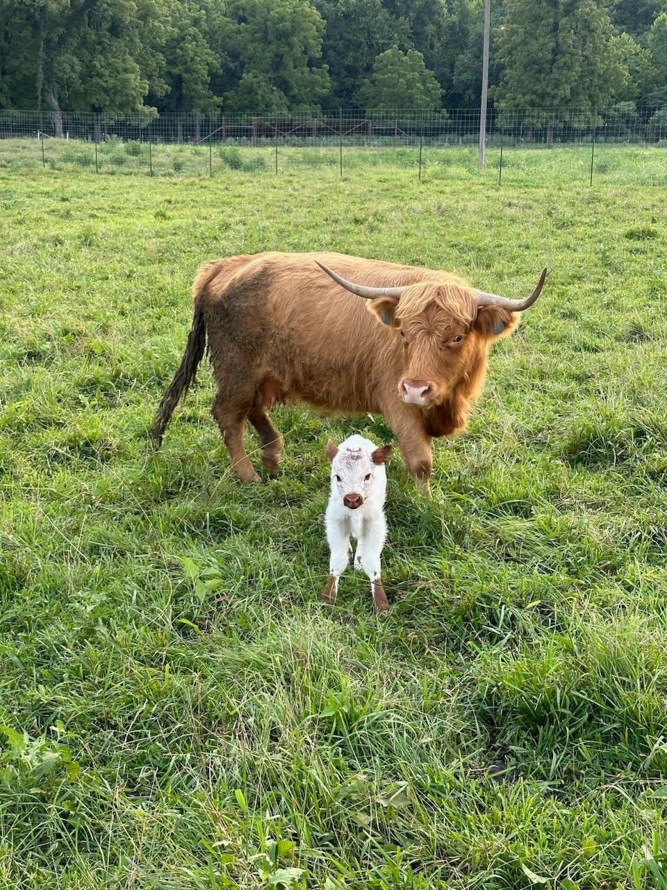 A brown cow and a white calf are standing in a grassy field.
