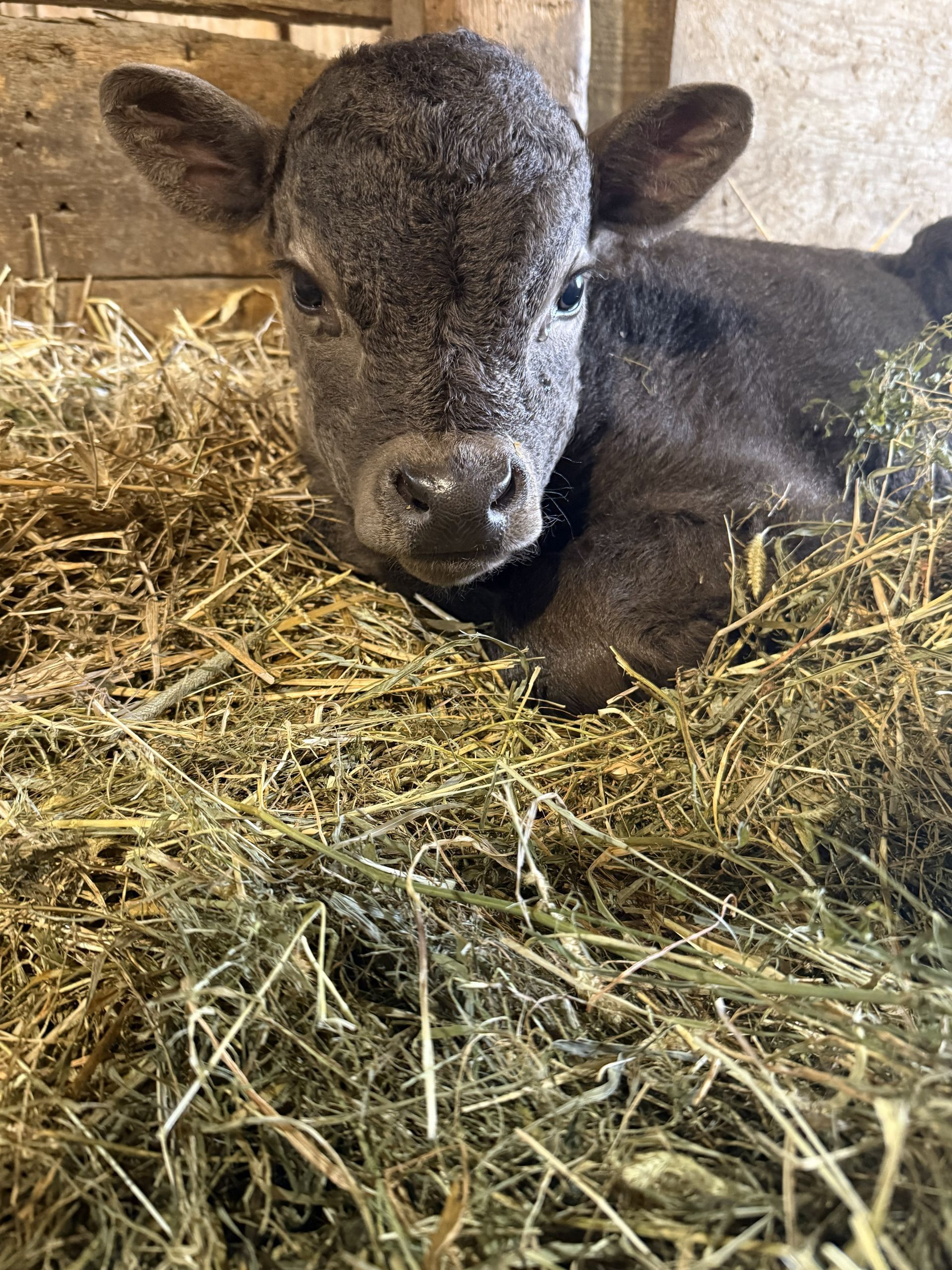 A baby cow is standing in a barn looking at the camera.