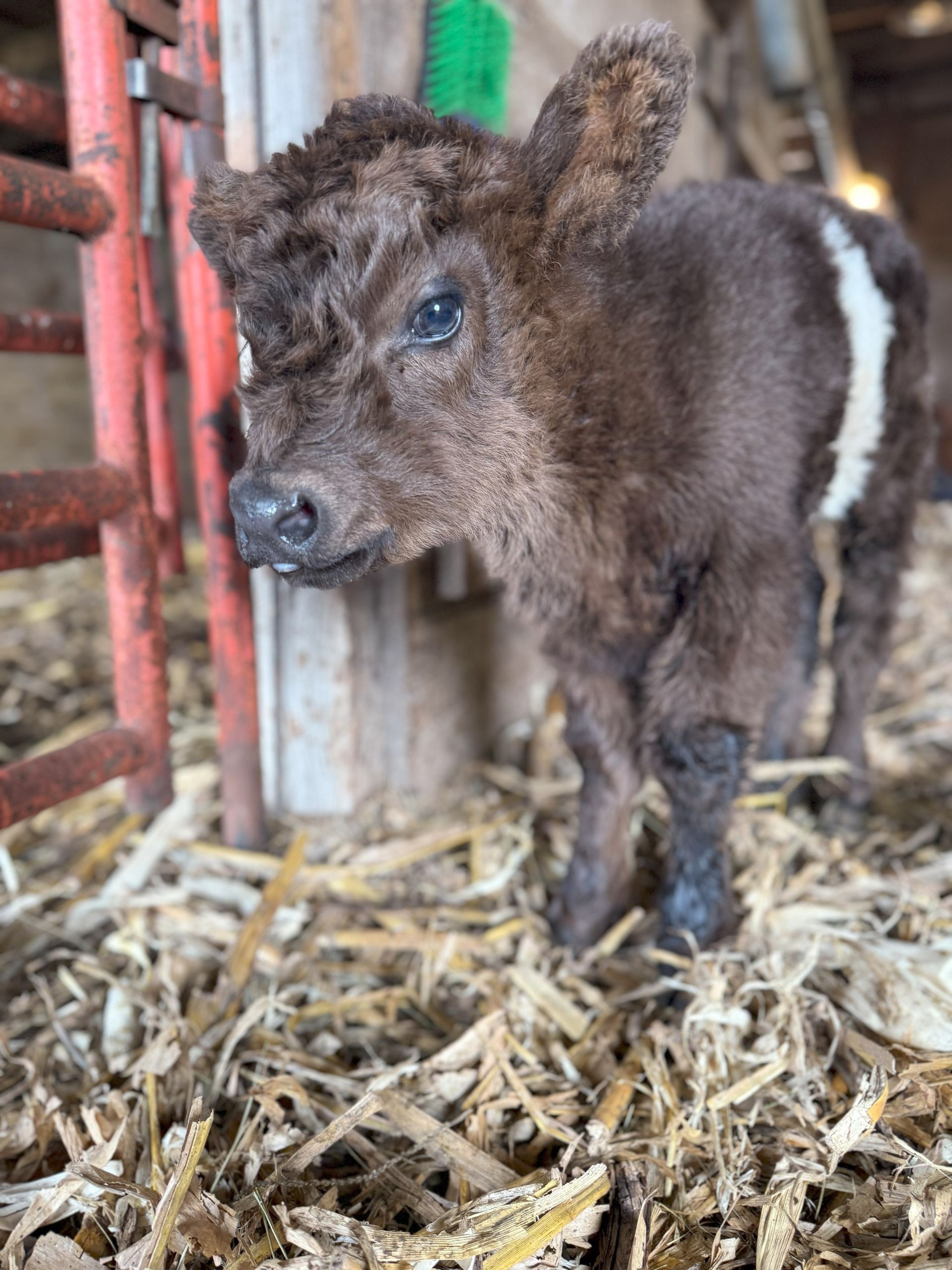 A baby cow is standing in a barn looking at the camera.