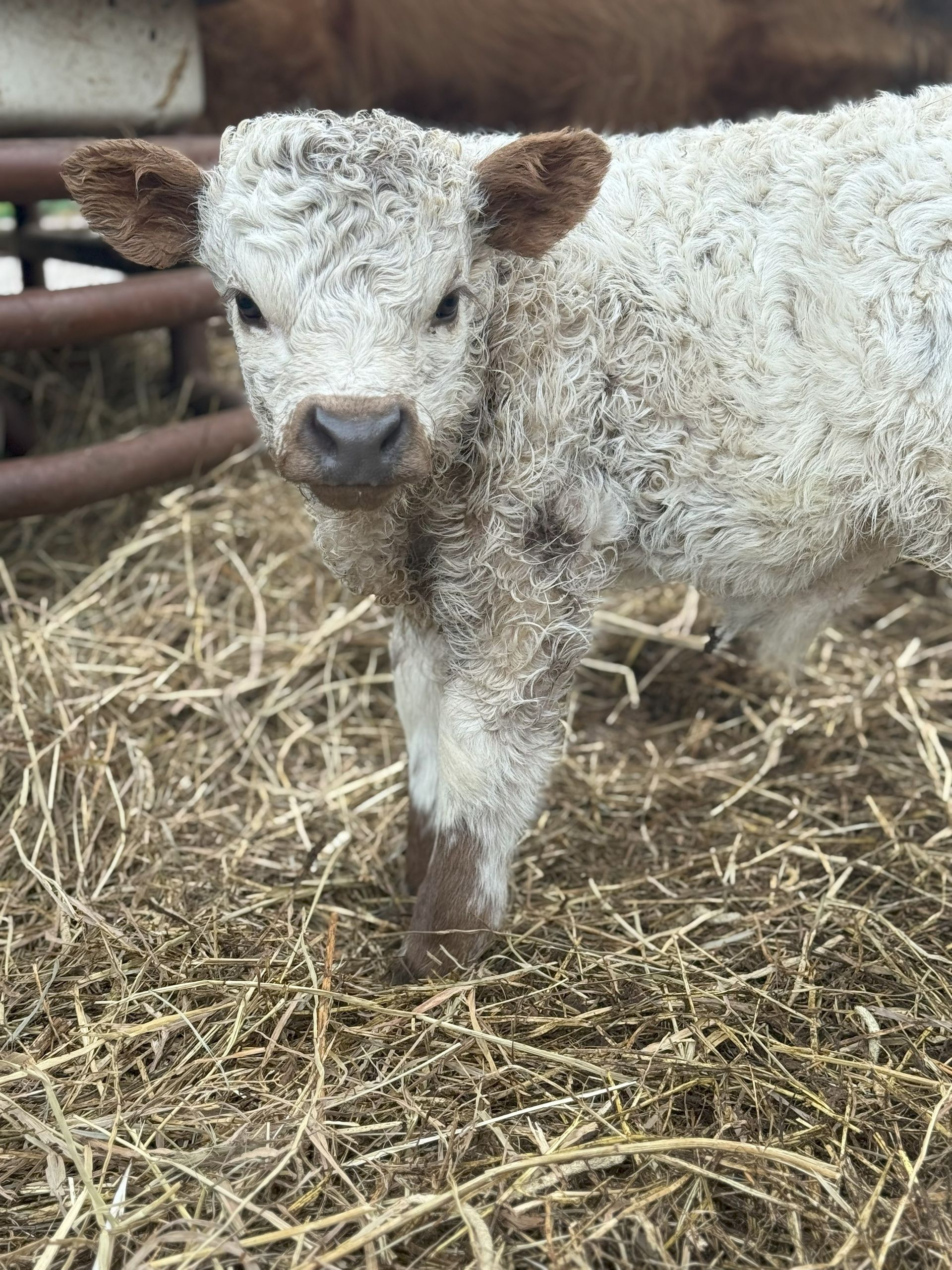 A baby cow is standing in a barn looking at the camera.