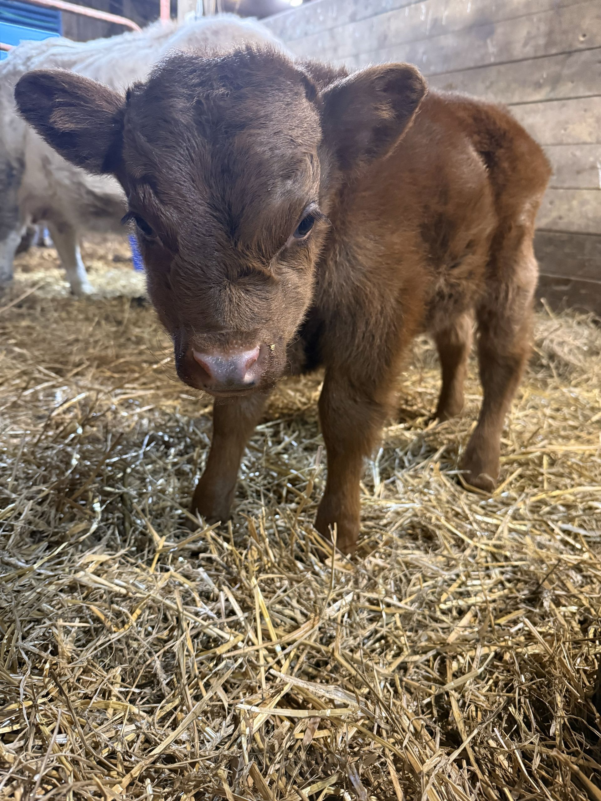 A baby cow is standing in a barn looking at the camera.