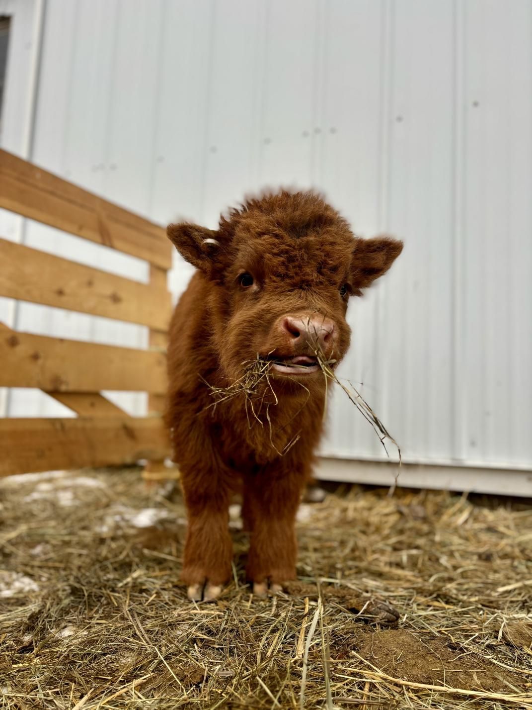 A white calf is standing in a grassy field looking at the camera.