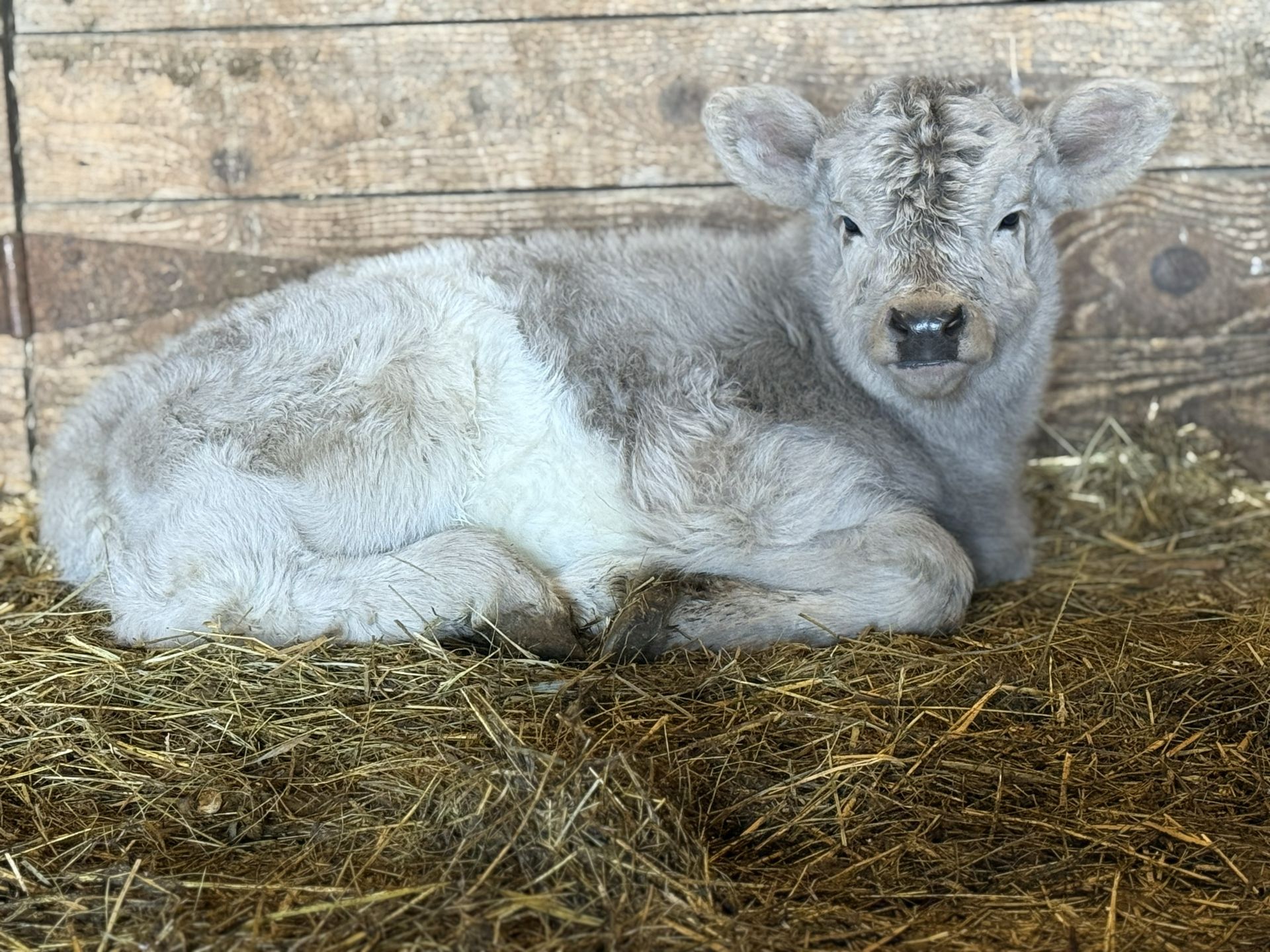 A baby cow is standing in a barn looking at the camera.