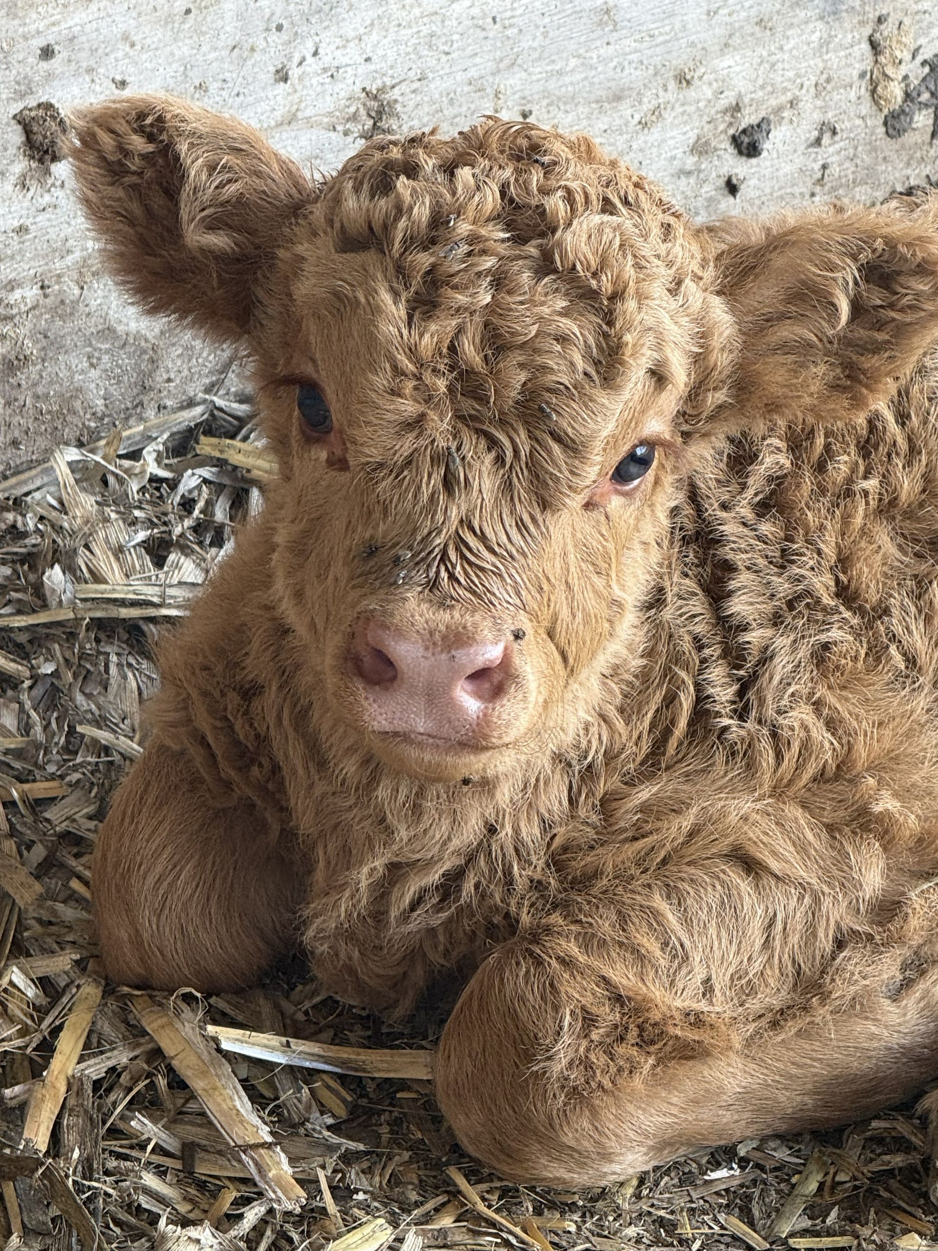A baby cow is standing in a barn looking at the camera.