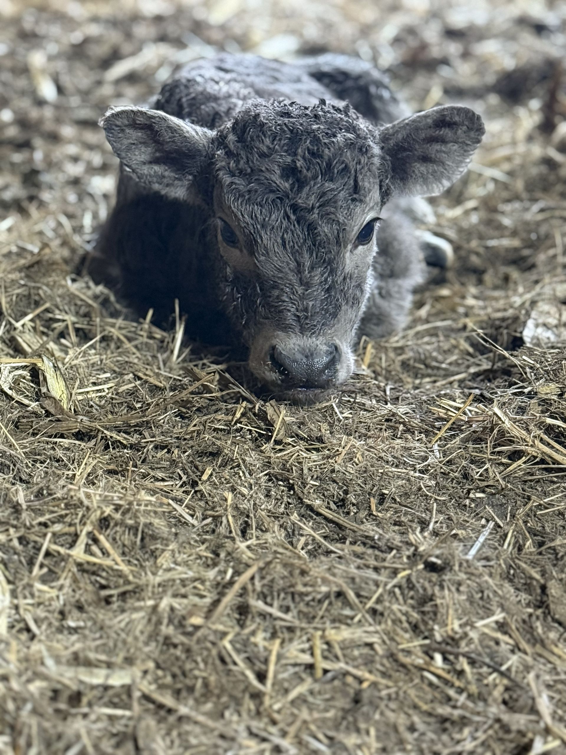 A small gray calf lying on straw, facing the camera.
