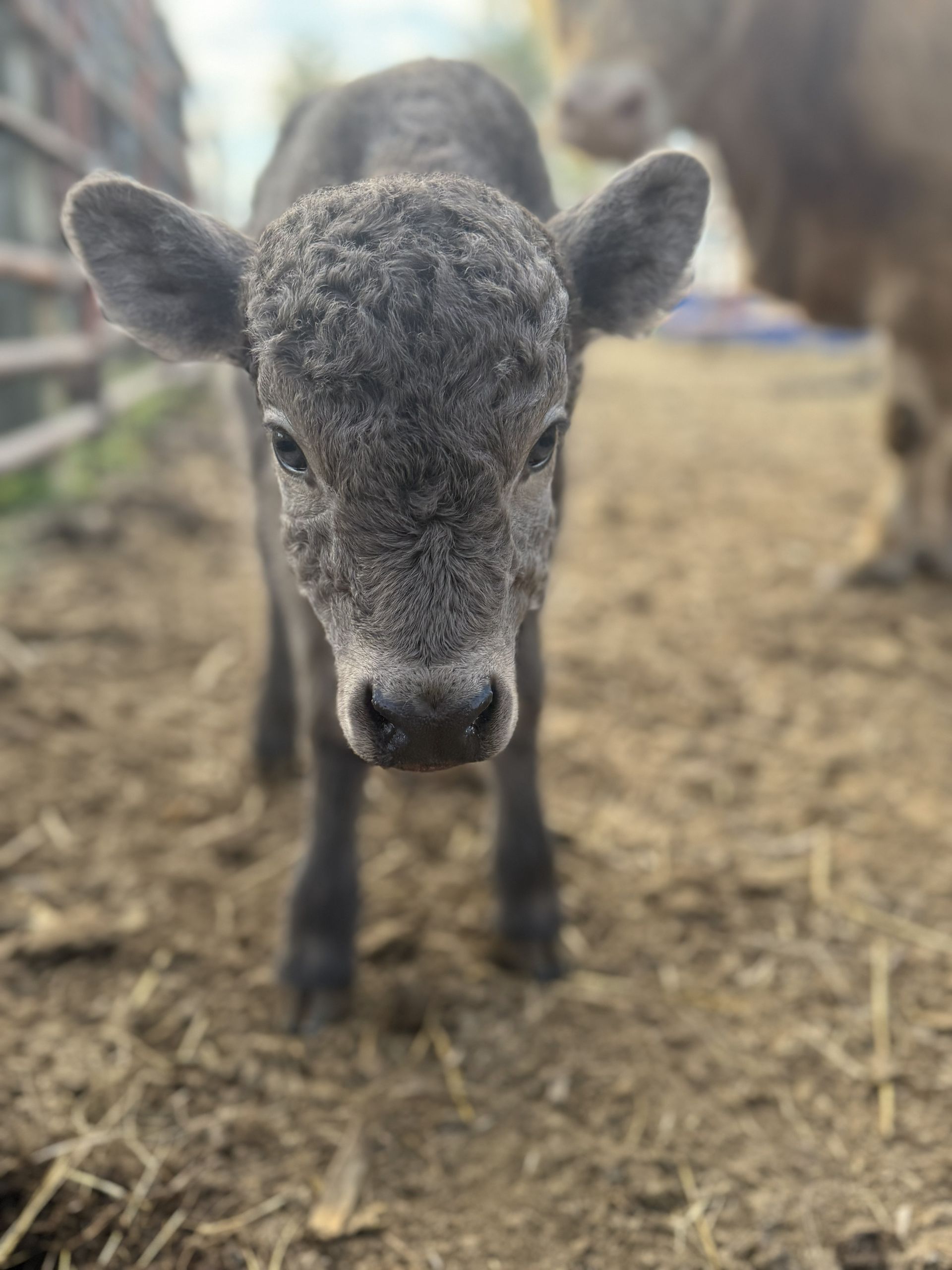 A baby cow is standing in a barn looking at the camera.
