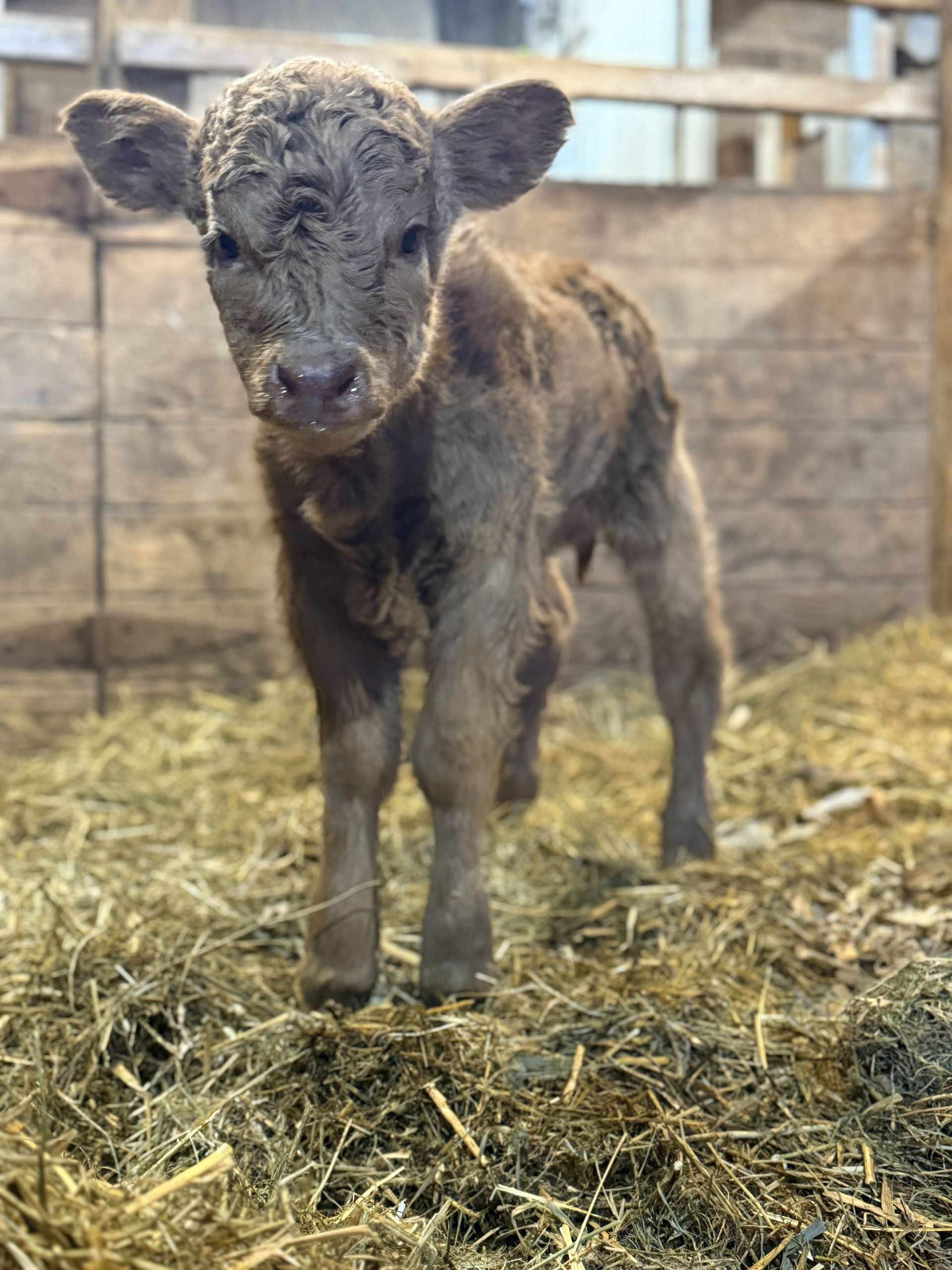 A baby cow is standing in a barn looking at the camera.